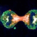 reverse cell autophagy process 4840