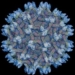 risk of hemorrhagic fever complications appearing 4957