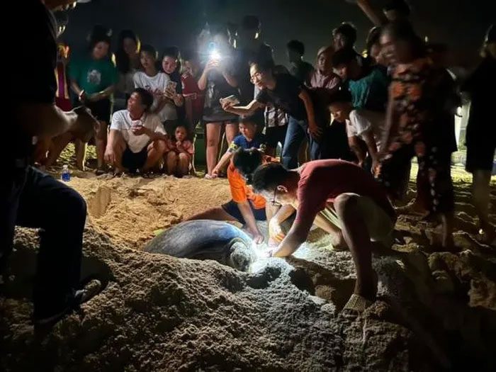 Curious local residents watching the turtle lay eggs.