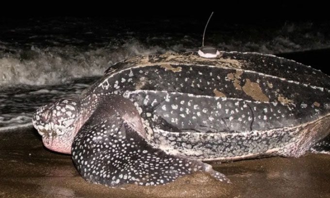 Leatherback turtle tagged heading out to sea after nesting in the Solomon Islands.