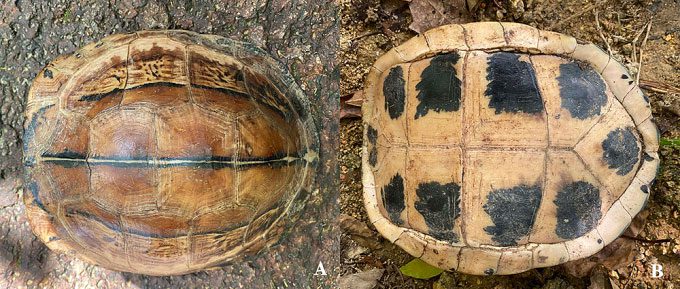 Top (left) and bottom of the Southern Yellow-headed Box Turtle.