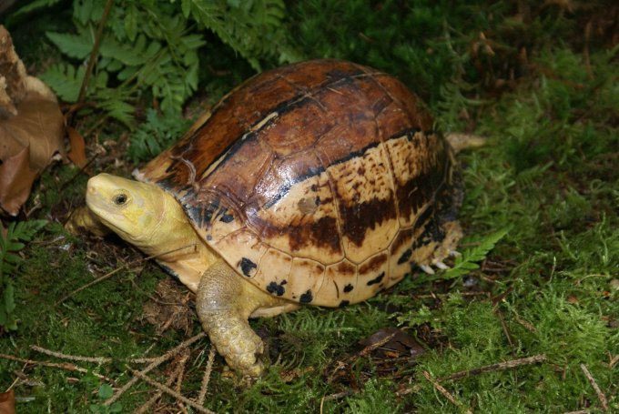 Southern Yellow-headed Box Turtle.