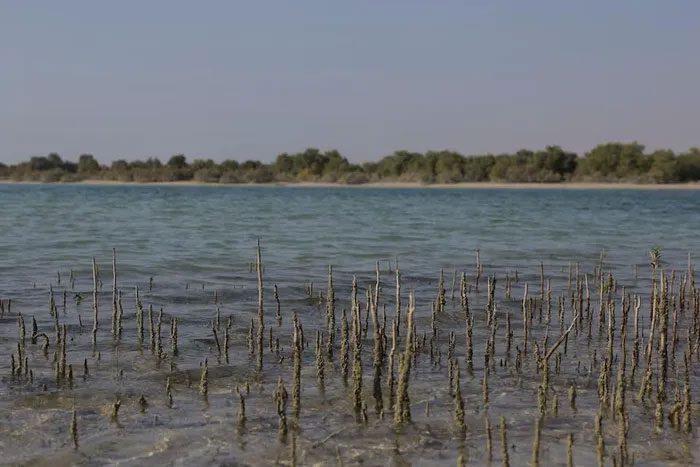 Panorama of mangroves in Abu Dhabi