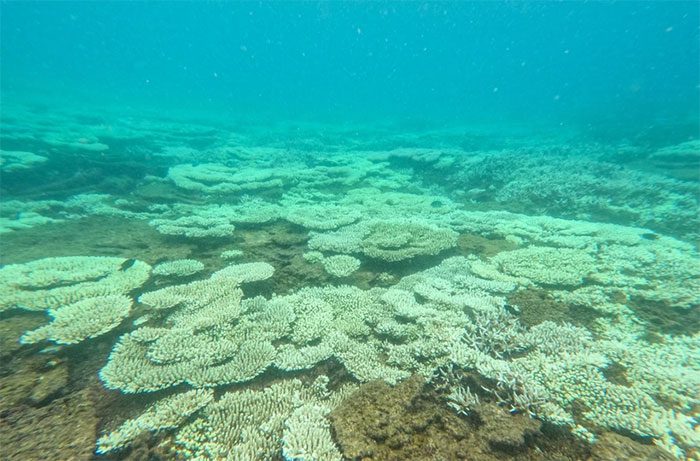 Severe and prolonged bleaching can lead to the extinction of large numbers of corals.