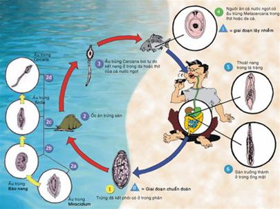 Life cycle of the fluke