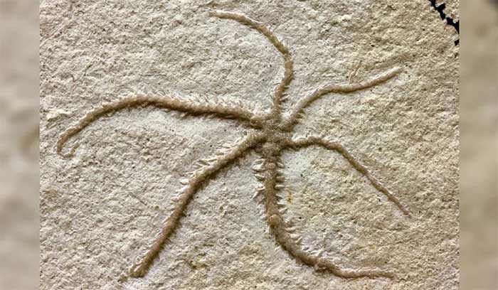 Fossil of a brittle star in the process of growing body parts