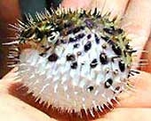 scientist opinion need to build a map of harmful aquaculture 5063