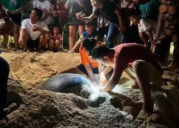 sea turtle invoice into beach in binh dinh over 100 people 134722