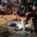 sea turtle invoice into beach in binh dinh over 100 people 134722