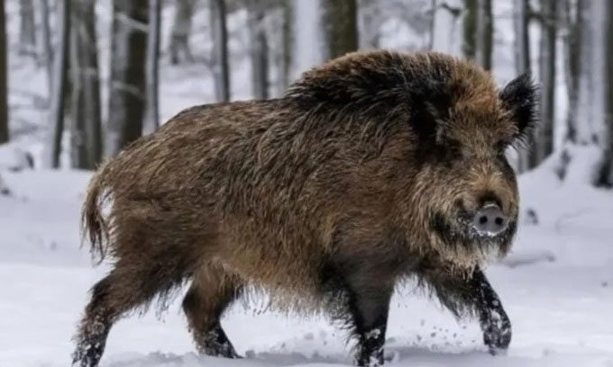 Canadian Wild Super Pigs