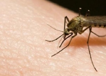 simple solutions to prevent mosquito bites 72969