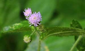 sour sinusitis treatment with large ache flower 4691