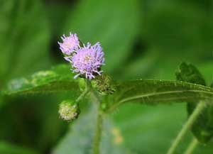 sour sinusitis treatment with large ache flower 4691