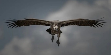species bird set record highest altitude flight 134050