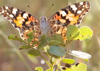 species flying more than 4000km across the atlantic 135185