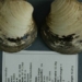 species of clam that has lived for hundreds of years 134143