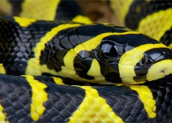 species of snake with colorful and unique patterns in vietnam 134703