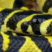 species of snake with colorful and unique patterns in vietnam 134703