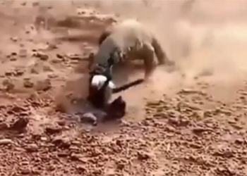 stunned komodo dragon swallowed a baby in a single note 134951