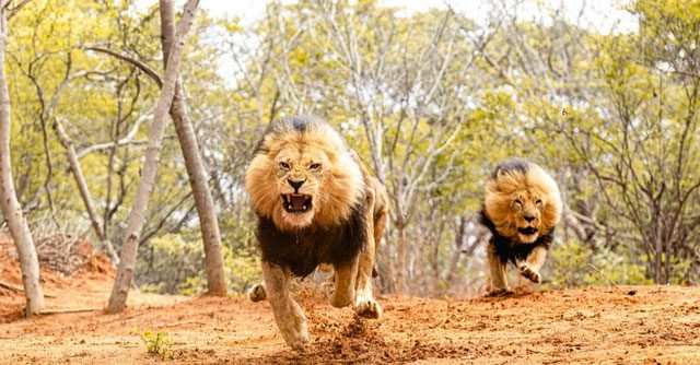 The brutality of the Njombe lions made local residents live in fear.