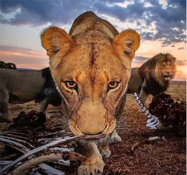 Male and female lions searching for food in the reserve in South Africa.