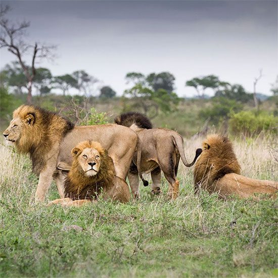 The most impressive thing about lions is that they often live in groups