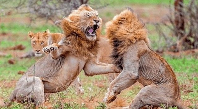 Once male lions reach 8 years old, their fighting capabilities will significantly decline.