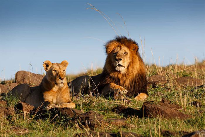 Mature lions may allocate part of their territory to their female counterparts