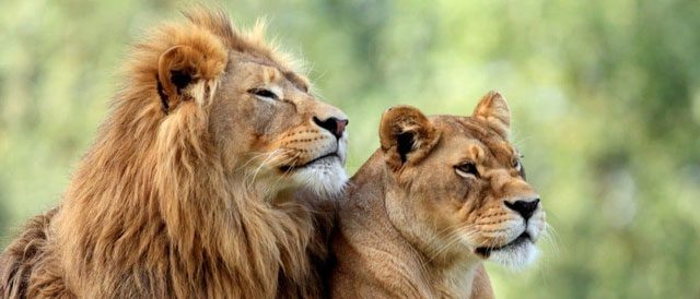 In Tsavo, Kenya, two male lions spread terror among hundreds of workers.