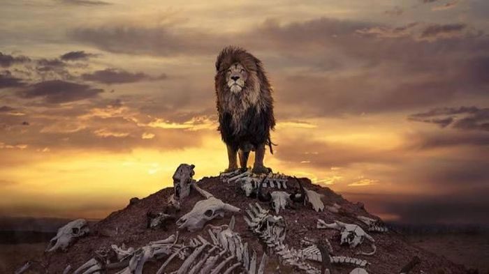 Proud lion standing on a hill of bones gazing at its kingdom.