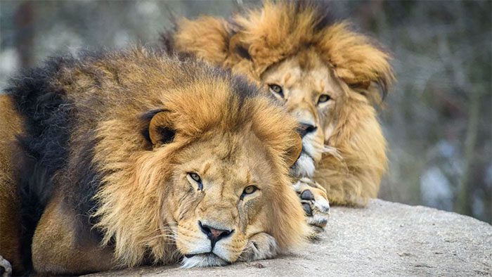 Lions are the only big cat species that live in groups