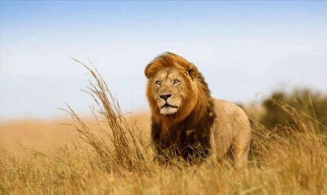 Male lions learn to hunt from their mothers during the first two years of life