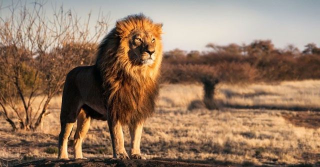 Lions, often referred to as "the king of beasts"