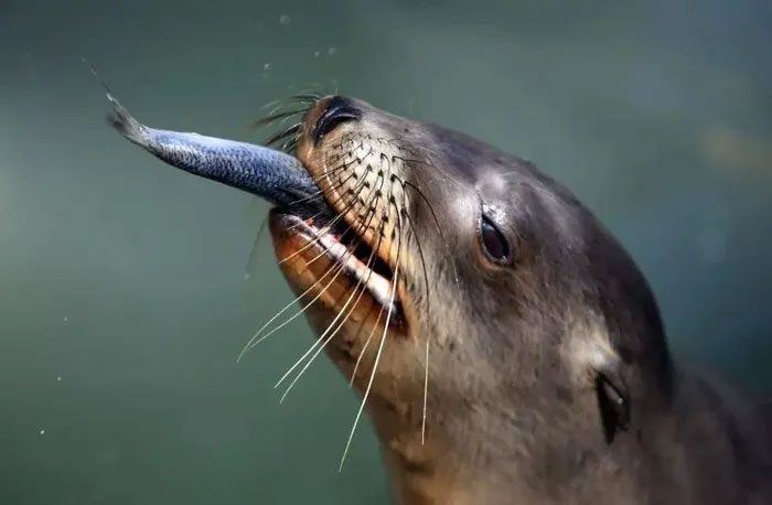 California sea lion.