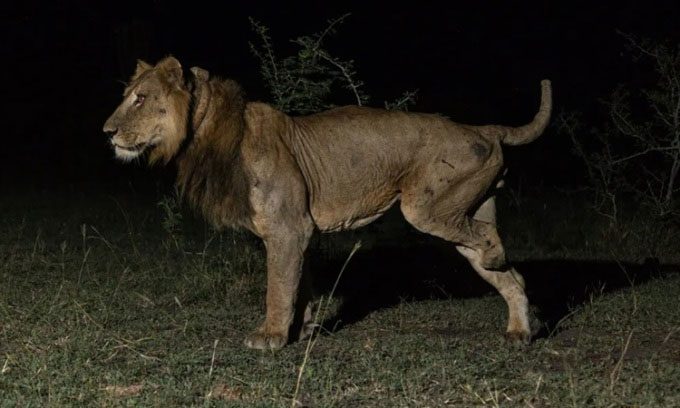 Lion Jacob lost a leg due to a poacher's trap.