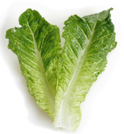 Refresh Lettuce for Salad