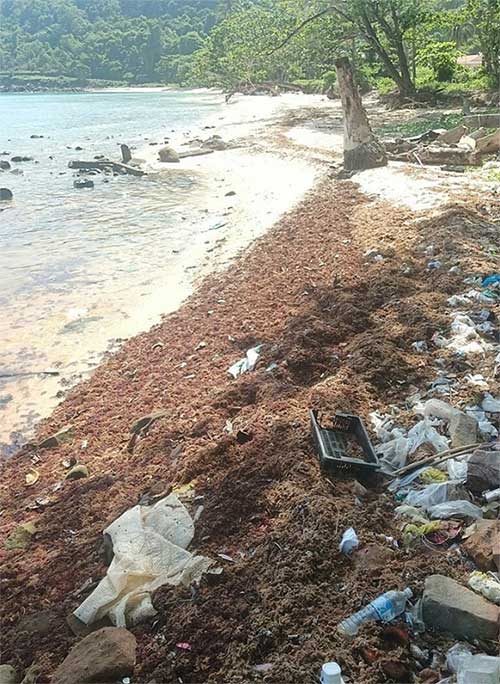 Marine algae washed ashore with dead small fish on June 13.