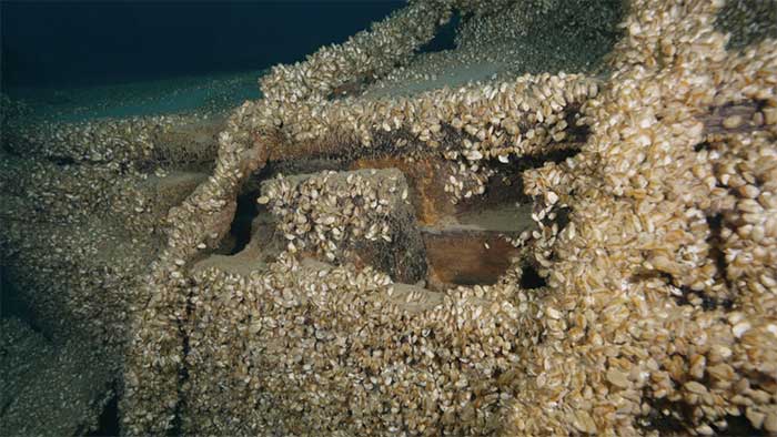The wreck is covered by Quagga mussels