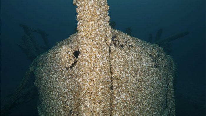 The bow of the ship is covered by Quagga mussels.