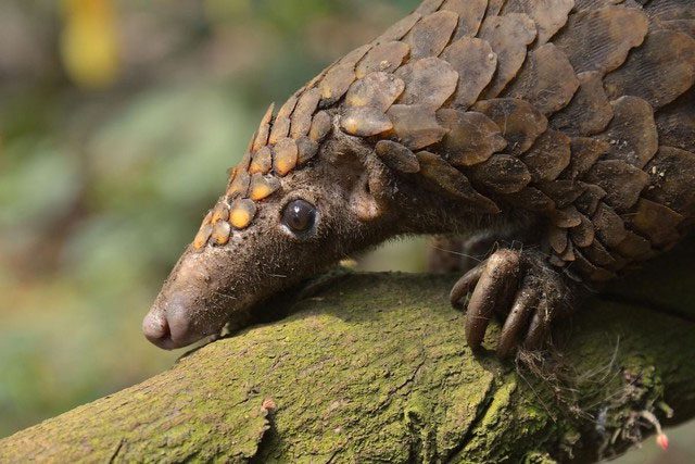 Image of the giant pangolin in Senegal, once thought to be extinct in 1999.