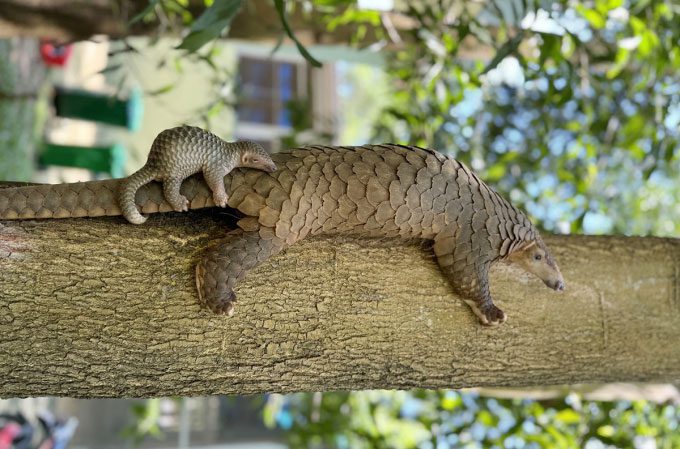 Mother and baby pangolin.