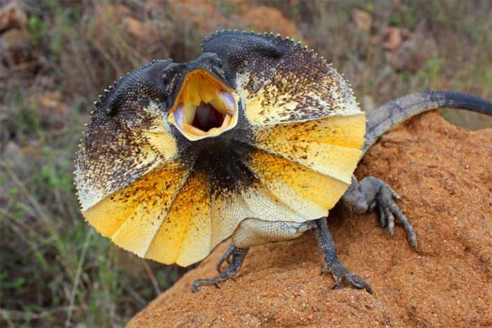 Frilled Lizard