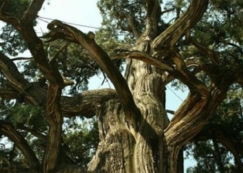 the 5000 year old giant tree water ethnicity chinese in 134893