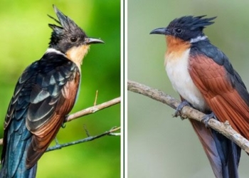 the bird species with a unique name that few people know about in vietnam often confused with the bim bip has a similar characteristic to the hu 135076