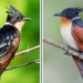 the bird species with a unique name that few people know about in vietnam often confused with the bim bip has a similar characteristic to the hu 135076