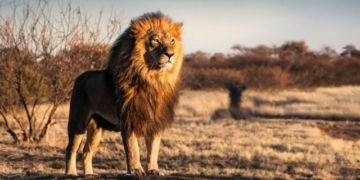 the deadliest attack of lions in human history 135142
