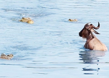 the dog is attacked by 3 alligators while crossing the river 135057