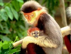 the government allows the expansion of bach ma national park 4679