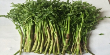 the healing properties of celery 60950