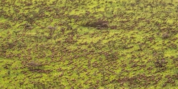 the journey of 6 million antelopes in africa 135207